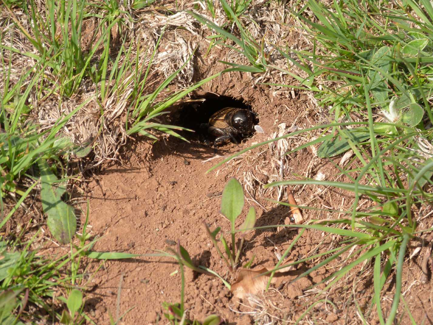 Grilli sulla porta di casa (loro): (Gryllus campestris)